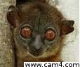 _big_Eyes_ from Portugal